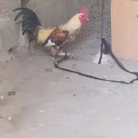 مرغ وخروس|حیوانات مزرعه|سرپل ذهاب, |دیوار