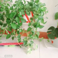 گل اپارتمانی|گل و گیاه طبیعی|اصفهان, سروستان|دیوار