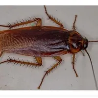 سمپاشی سوسک،ساس،موش،کنه کبوتر