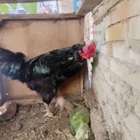 خروس