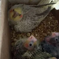 عروس هلندی جفت مولد روی جوجه