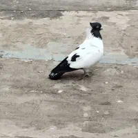 کفتر ذات دار|پرنده|مشهد, ایثار|دیوار