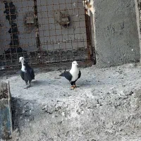 کله سفیدماده تمیز بدون ایراد