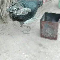 یدونه بوقلمون