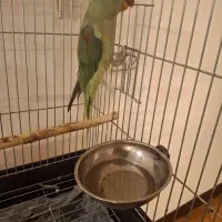 شاه طوطی
