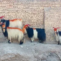 سرهم دونه ۶۵۰۰|حیوانات مزرعه|مسجد سلیمان, |دیوار