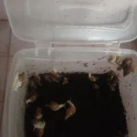 حلزون|خزنده|اصفهان, عمان سامانی|دیوار