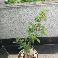 گل بنسای 50 سانتی تنه بزرگ