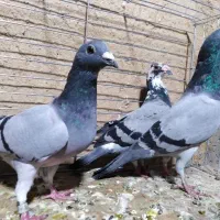 کفتر پلاکی،مسافتی،طوقی،ترکیه ای|پرنده|یزد, |دیوار