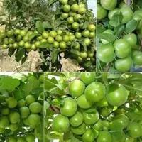 نهال گوجه سبز