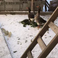 غاز تولوز|حیوانات مزرعه|باسمنج, |دیوار