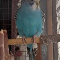 مرغ عشق|پرنده|یزد, |دیوار