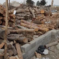 خریدار انواع چوب باغی و سربرداری درختان
