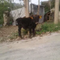 گوساله محلی|حیوانات مزرعه|اطاقور, |دیوار