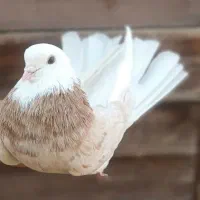 کبوتر شازده|پرنده|ماهنشان, |دیوار