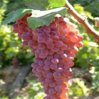 نهال انگور۲ساله