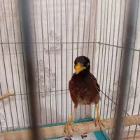 مرغ مینا
