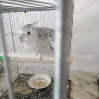 عروس هلندی ماده ایزابلا