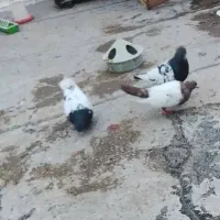 کفترتهرانی