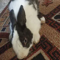 خرگوش
