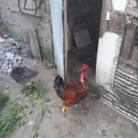 خروس محلی گردن لختی و دو عدد مرغ لاری