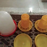 جوجه دان مرغ وجوجه