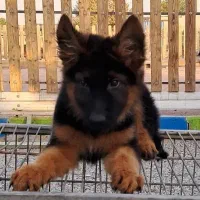 سگهای گارد کنکورسو ماستیف ، روتفایلر،ژرمن، دوبرمن|سگ|صفادشت, |دیوار