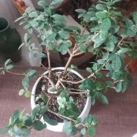 گل بنسای|گل و گیاه طبیعی|اندیشه, اندیشه فاز ۵|دیوار