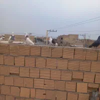 دوکتی بلقاری|پرنده|دزفول, |دیوار