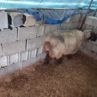 بزکهره دار  میش و شیشک آبستن و بره دار بره سبک|حیوانات مزرعه|پاسارگاد, |دیوار