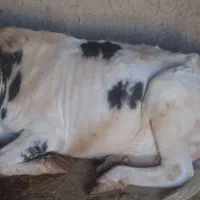 یک راس گاو جوان به فروش می رسد|حیوانات مزرعه|شوشتر, |دیوار