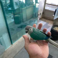 طوطی گرنچیک آبی|پرنده|میاندوآب, |دیوار