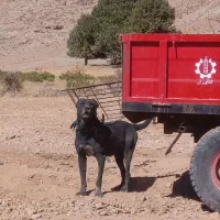 سگ سرابی|سگ|کامیاران, |دیوار