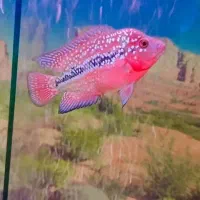 ماهی فلاور سوپر رد کامفا