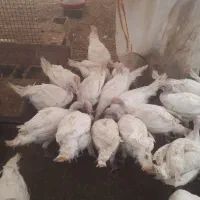 بوقلمون بیوتی ۸۰ روزه