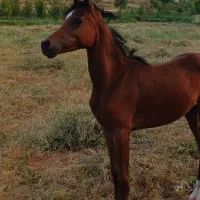 کره اسب عرب مصری|اسب و تجهیزات اسبسواری|نهاوند, |دیوار