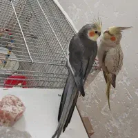 یک جفت عروس هلندی جذاب