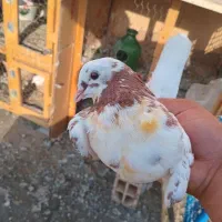 کفتر پرشی بشرط