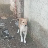 سگ‌ .|سگ|قروه, |دیوار