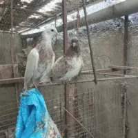 جوجه کبوتر پرشی