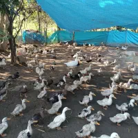 اردک چهارماهه پکنی