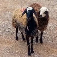 گوسفند میش بره شیشک
