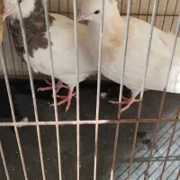 طوقی جوجه.جفت