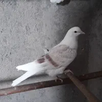 جوجه کفتر|پرنده|قم, بلوار امین و ساحلی|دیوار