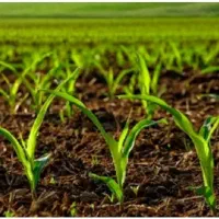 فروش زمین کشاورزی