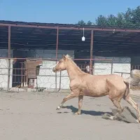 مادیون سمند