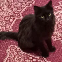 واگذاری گربه پرشین مشکی