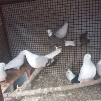 تعدادی دوکت کله دم سبز کله ای