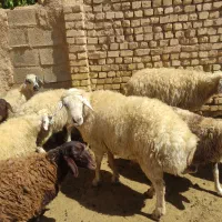 قوچ دو ساله|حیوانات مزرعه|داران, |دیوار