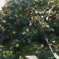 فروش خانه ویلایی|فروش خانه و ویلا|نهاوند, |دیوار